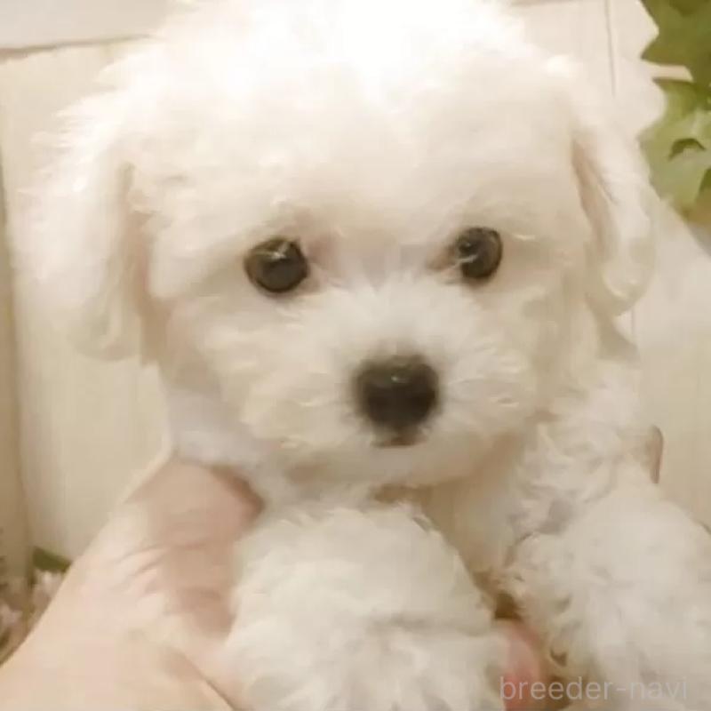 成約済の愛知県のビションフリーゼ-404955