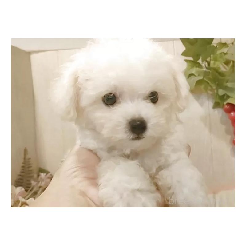 成約済の愛知県のビションフリーゼ-404955の14枚目