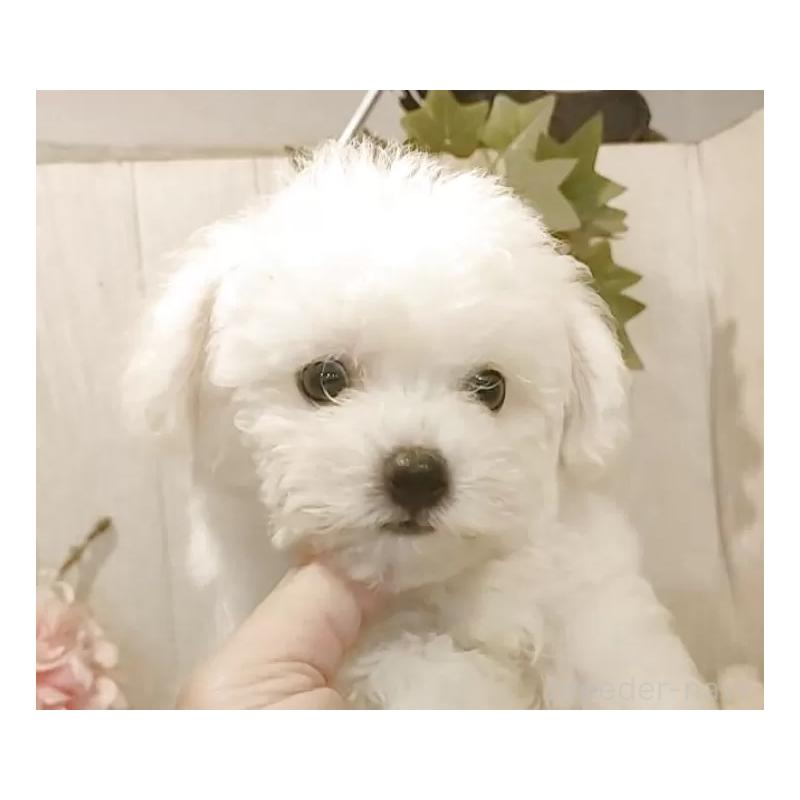 成約済の愛知県のビションフリーゼ-404955の13枚目