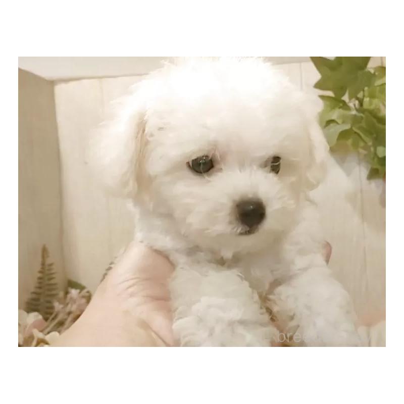 成約済の愛知県のビションフリーゼ-404955の12枚目