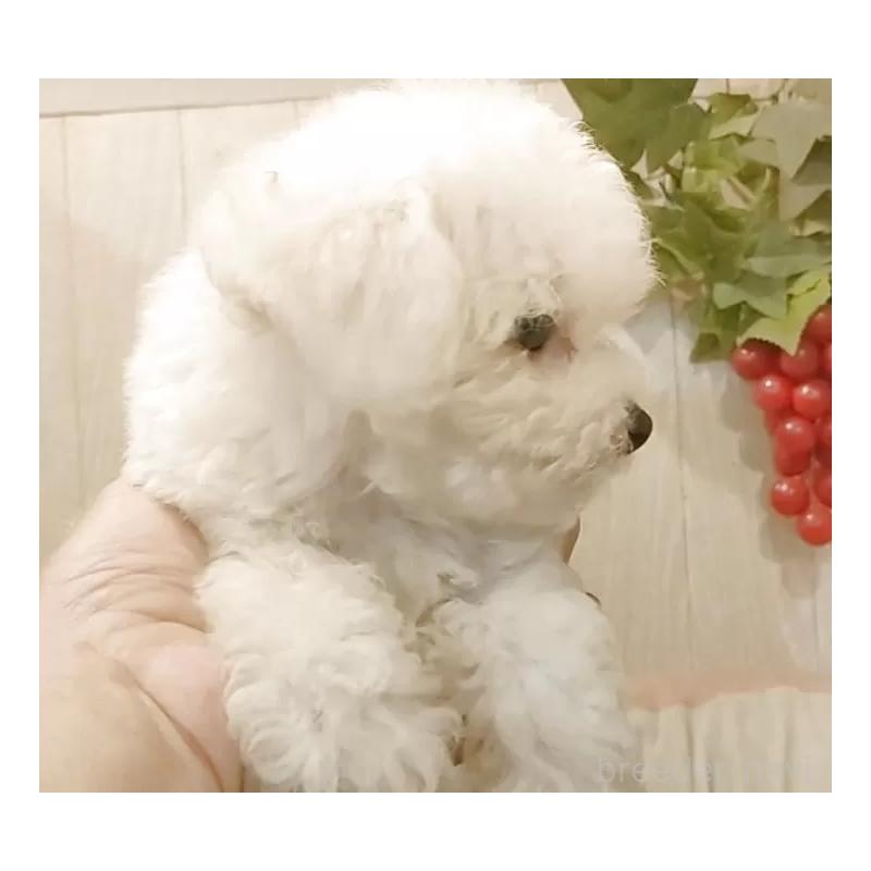 成約済の愛知県のビションフリーゼ-404955の11枚目