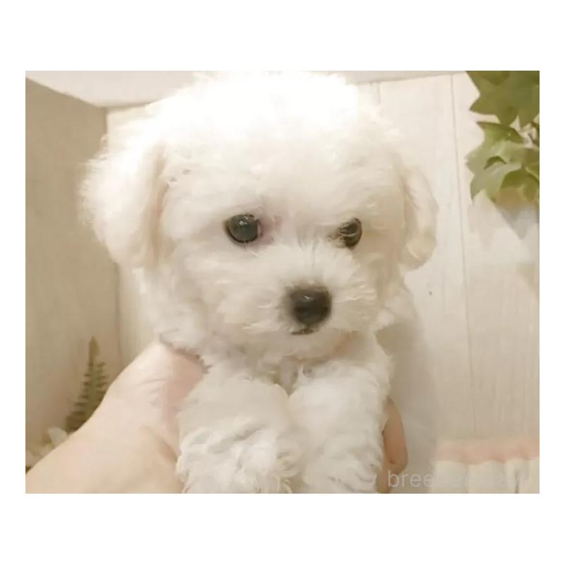 成約済の愛知県のビションフリーゼ-404955の10枚目