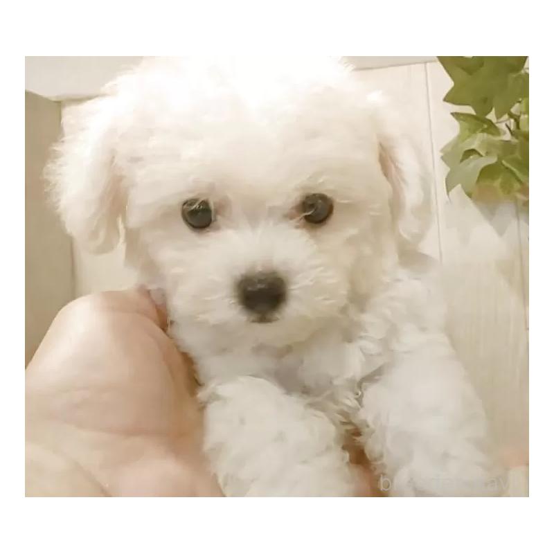 成約済の愛知県のビションフリーゼ-404955の9枚目