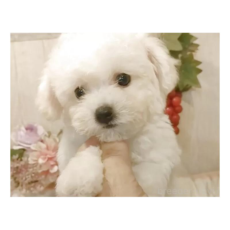 成約済の愛知県のビションフリーゼ-404955の8枚目