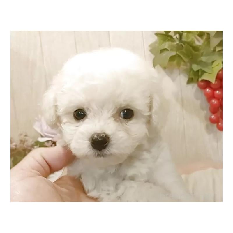 成約済の愛知県のビションフリーゼ-404955の7枚目