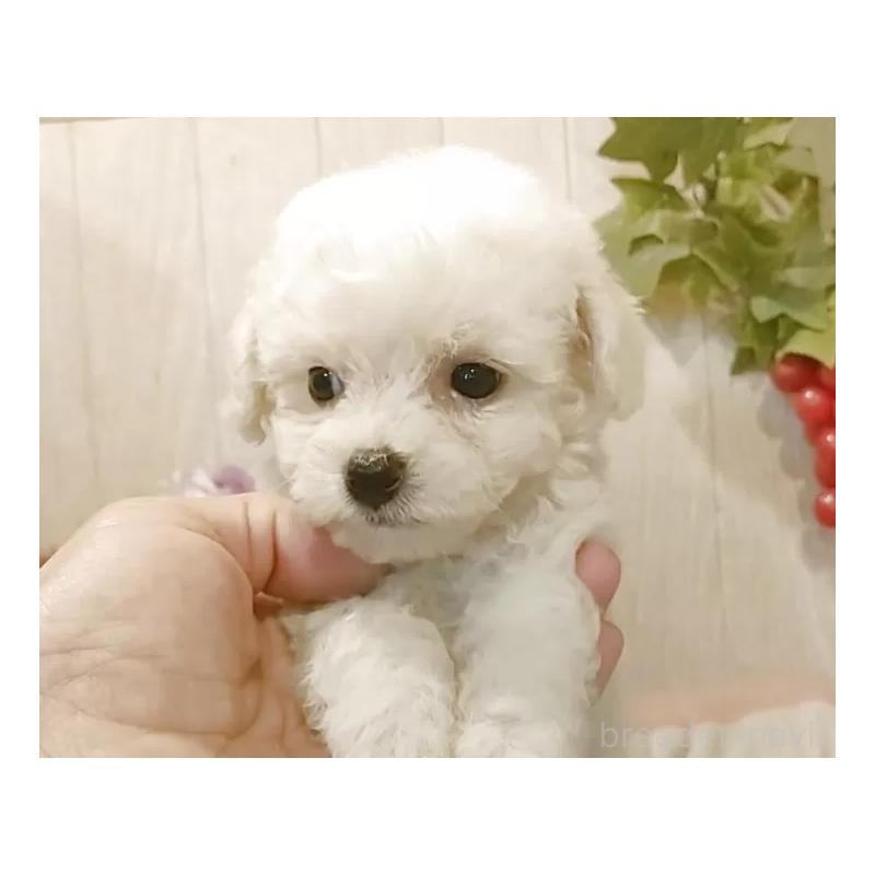 成約済の愛知県のビションフリーゼ-404955の6枚目