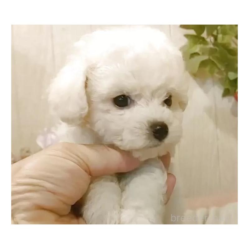 成約済の愛知県のビションフリーゼ-404955の5枚目