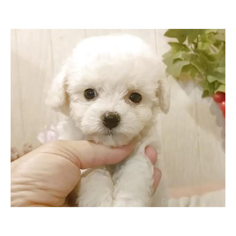 成約済の愛知県のビションフリーゼ-404955の4枚目