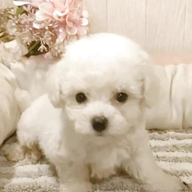 成約済の愛知県のビションフリーゼ-404955の3枚目