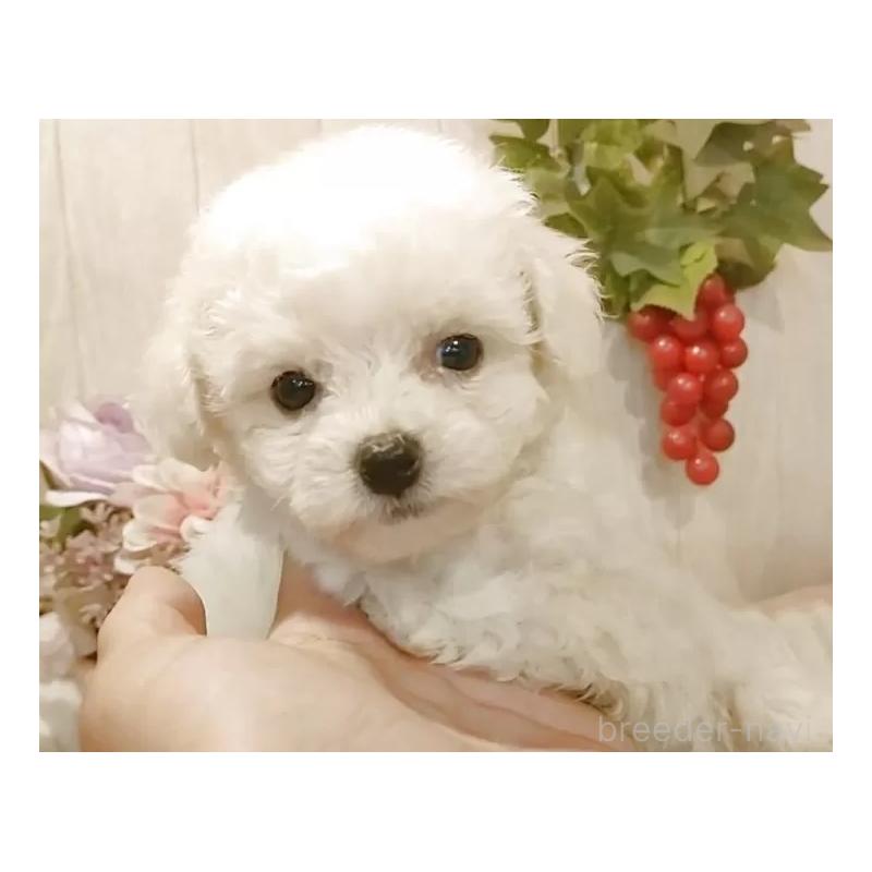 成約済の愛知県のビションフリーゼ-404955の2枚目