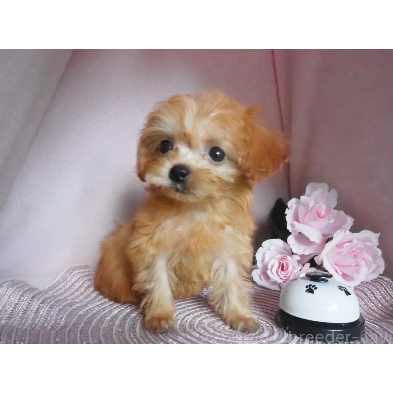 成約済の岡山県のミックス犬-411933の3枚目