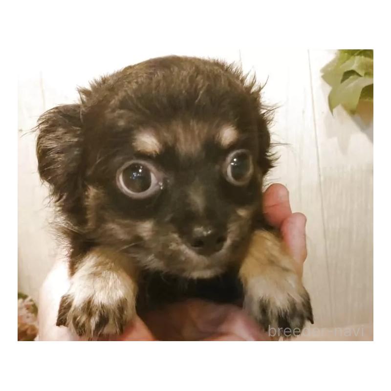 成約済の愛知県のチワワ(ロングコート)-398685の14枚目