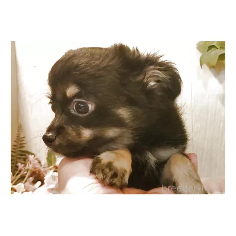 成約済の愛知県のチワワ(ロングコート)-398685の13枚目