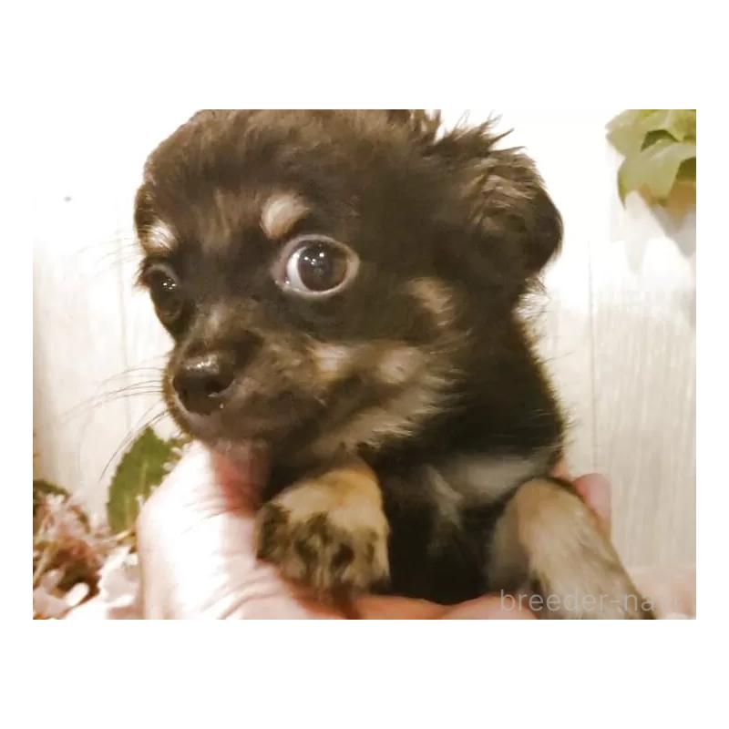 成約済の愛知県のチワワ(ロングコート)-398685の12枚目