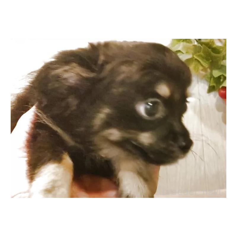 成約済の愛知県のチワワ(ロングコート)-398685の11枚目