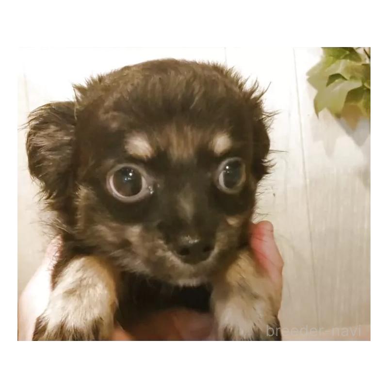 成約済の愛知県のチワワ(ロングコート)-398685の10枚目