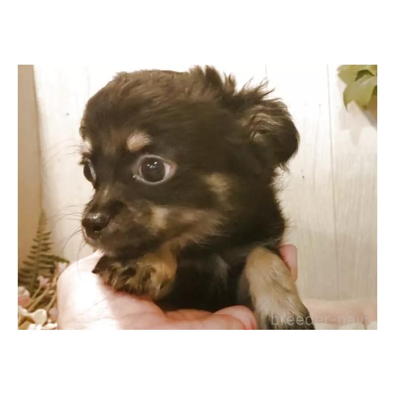 成約済の愛知県のチワワ(ロングコート)-398685の9枚目