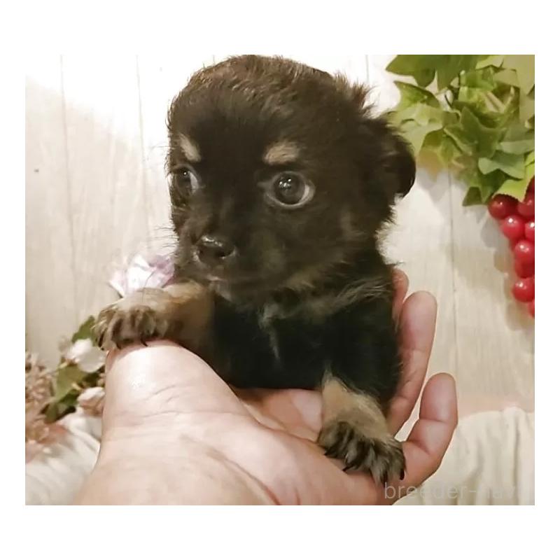 成約済の愛知県のチワワ(ロングコート)-398685の8枚目