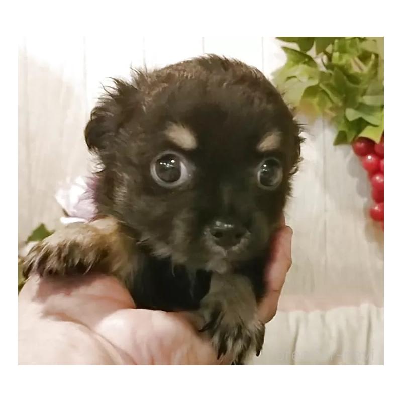 成約済の愛知県のチワワ(ロングコート)-398685の7枚目