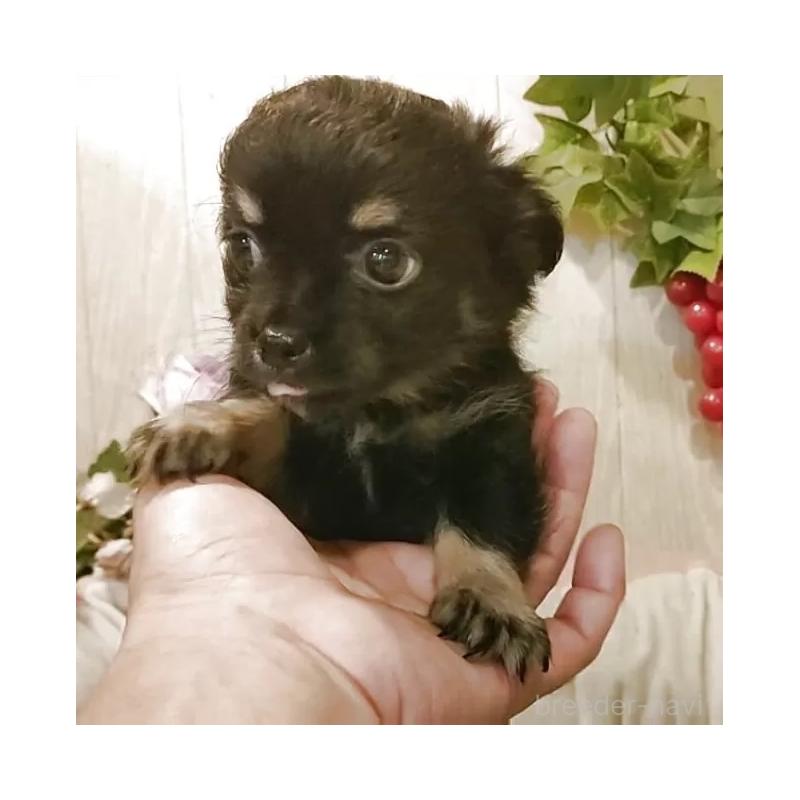 成約済の愛知県のチワワ(ロングコート)-398685の6枚目