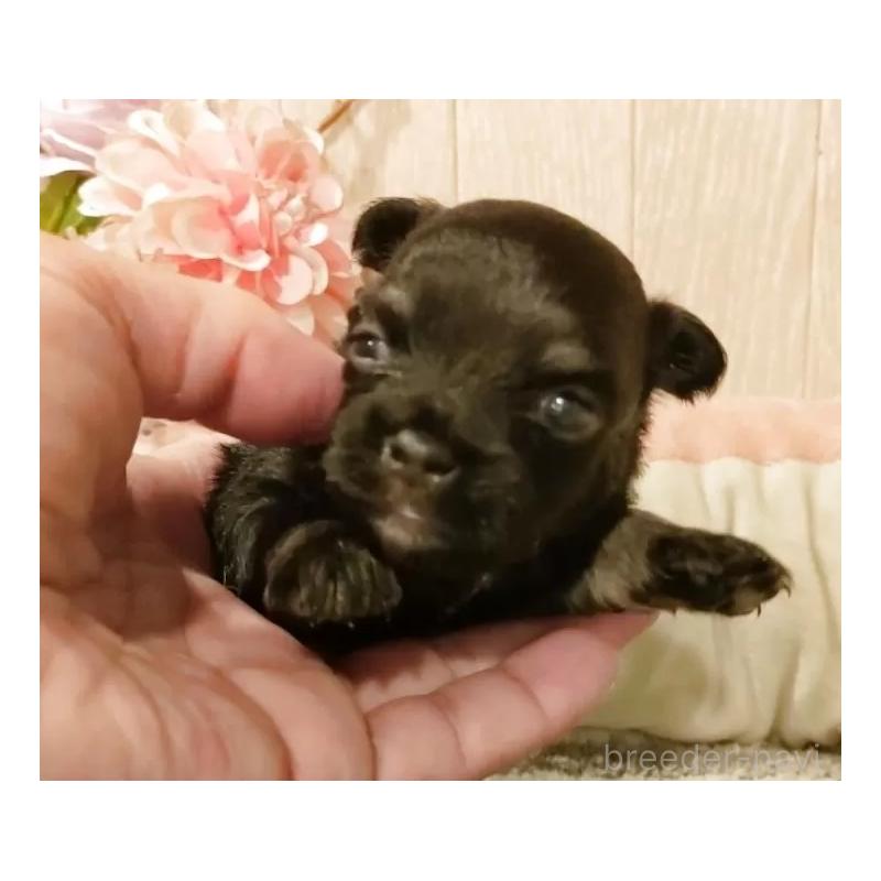 成約済の愛知県のチワワ(ロングコート)-398685の5枚目