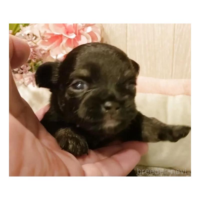 成約済の愛知県のチワワ(ロングコート)-398685の4枚目