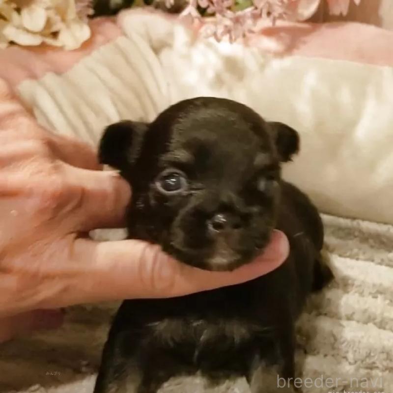 成約済の愛知県のチワワ(ロングコート)-398685の3枚目