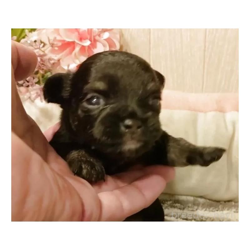 成約済の愛知県のチワワ(ロングコート)-398685の2枚目