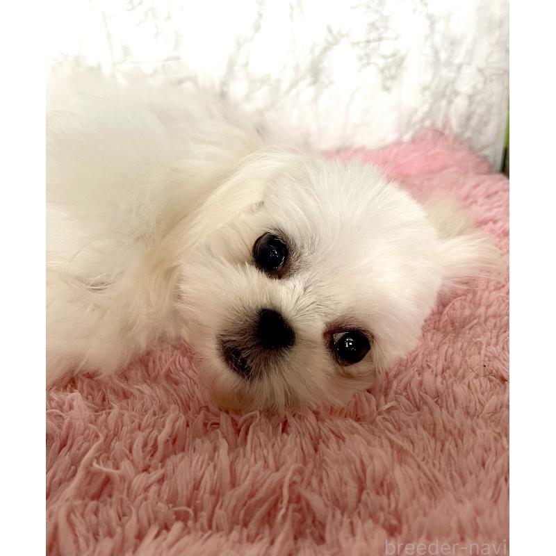販売中の北海道のミックス犬-391966の4枚目