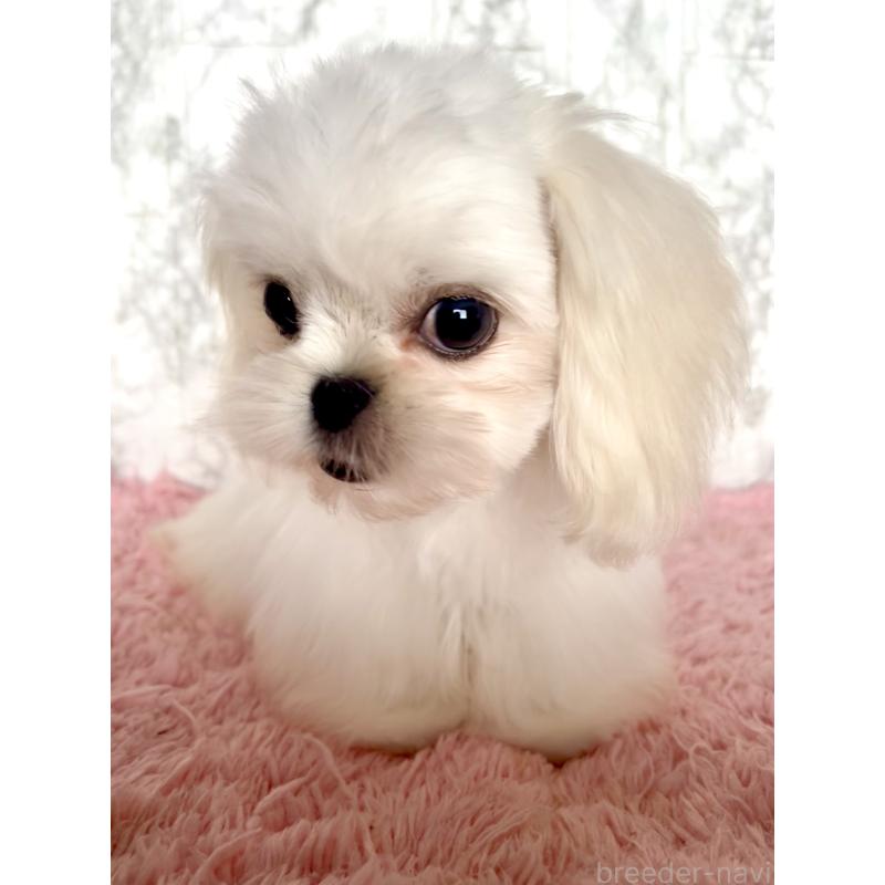 販売中の北海道のミックス犬-391966の3枚目