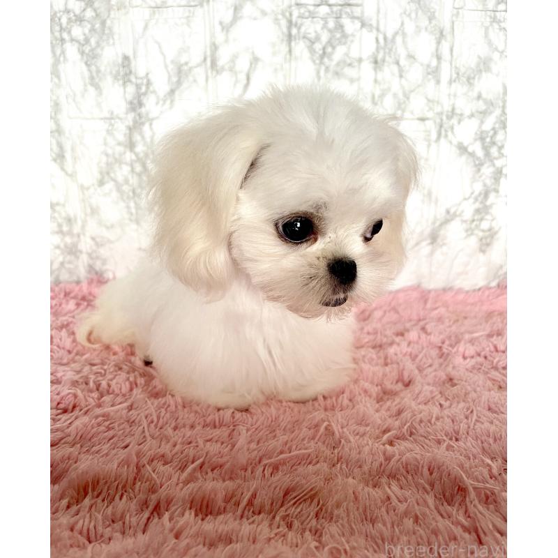 販売中の北海道のミックス犬-391966の2枚目