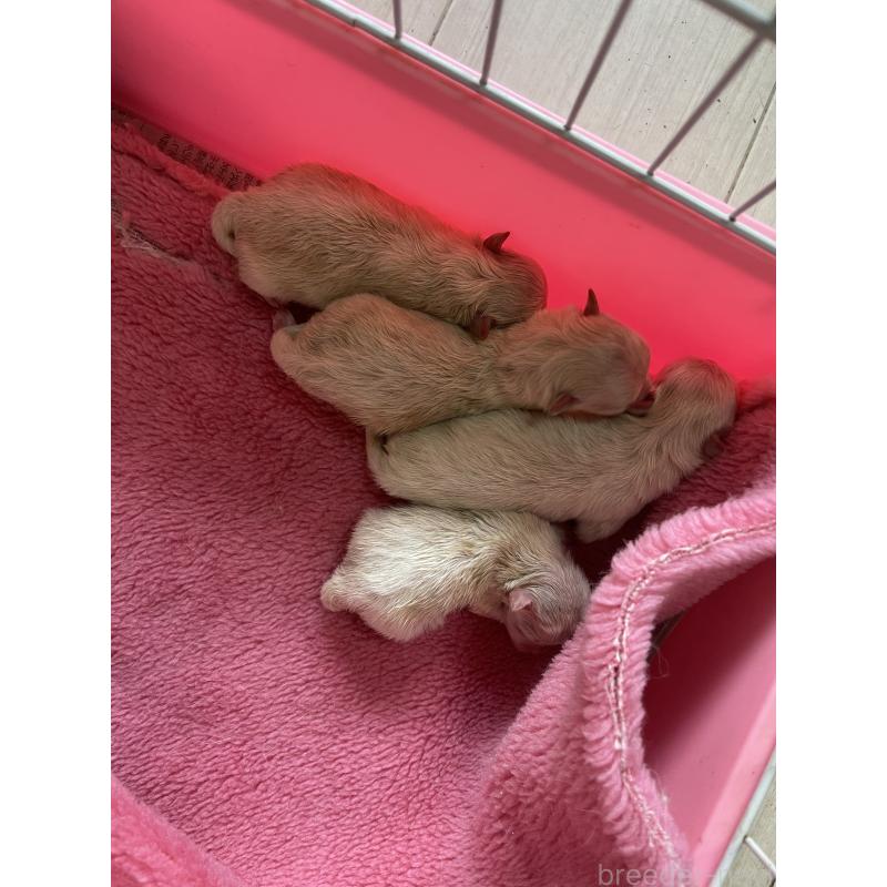 販売中の岡山県のポメラニアン-412087の4枚目