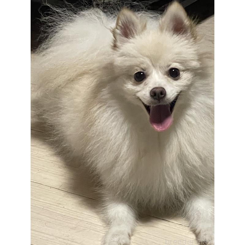 モモちゃん1枚目
