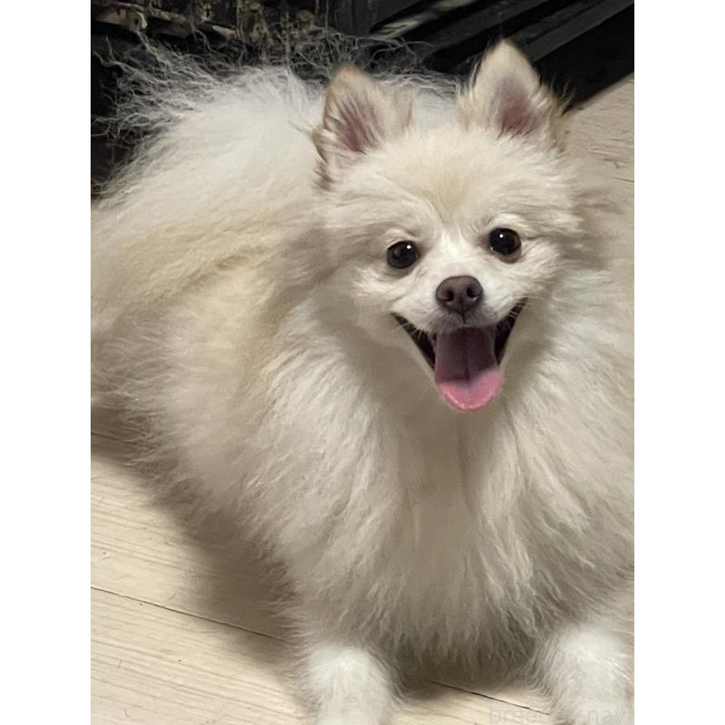 モモちゃん1枚目