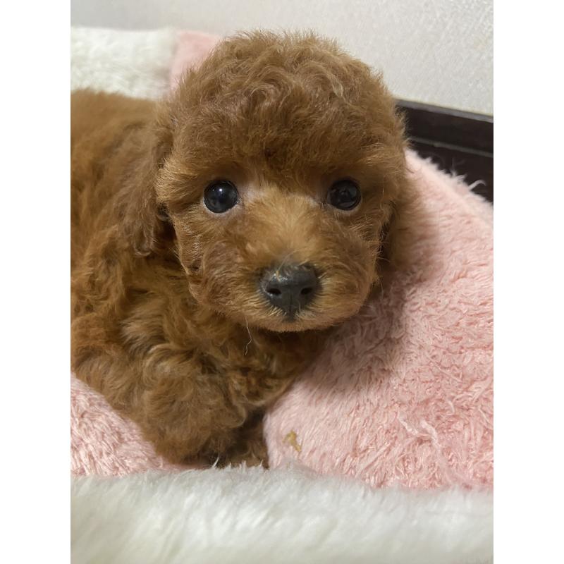 販売中の岡山県のタイニープードル-412097の3枚目