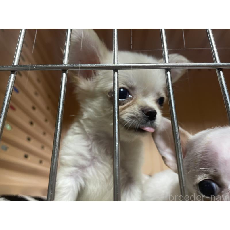 販売中の静岡県のチワワ(ロングコート)-411599の2枚目