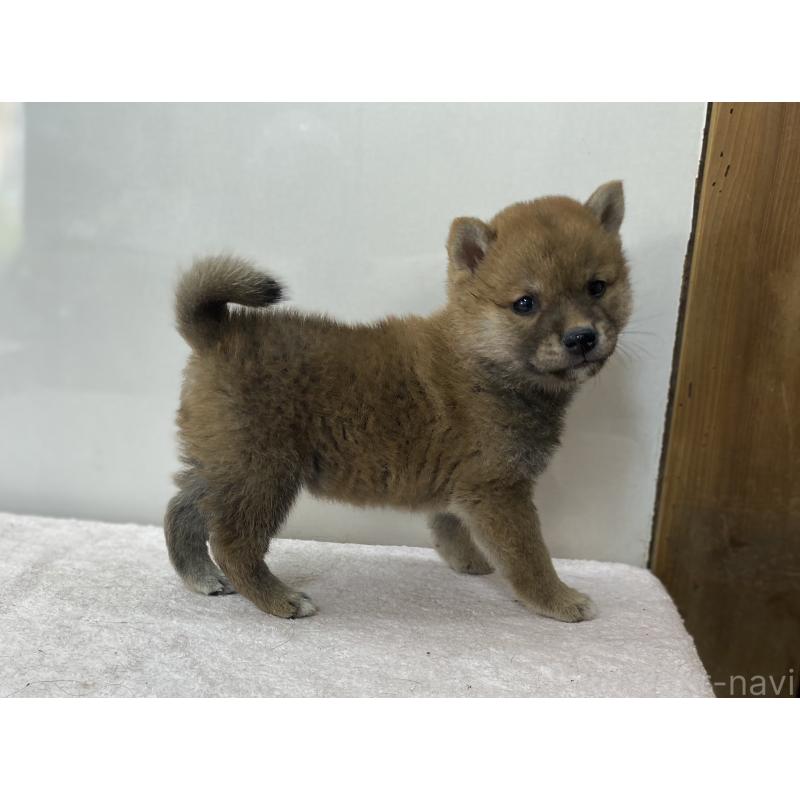 販売中の長野県の柴犬-412105の6枚目