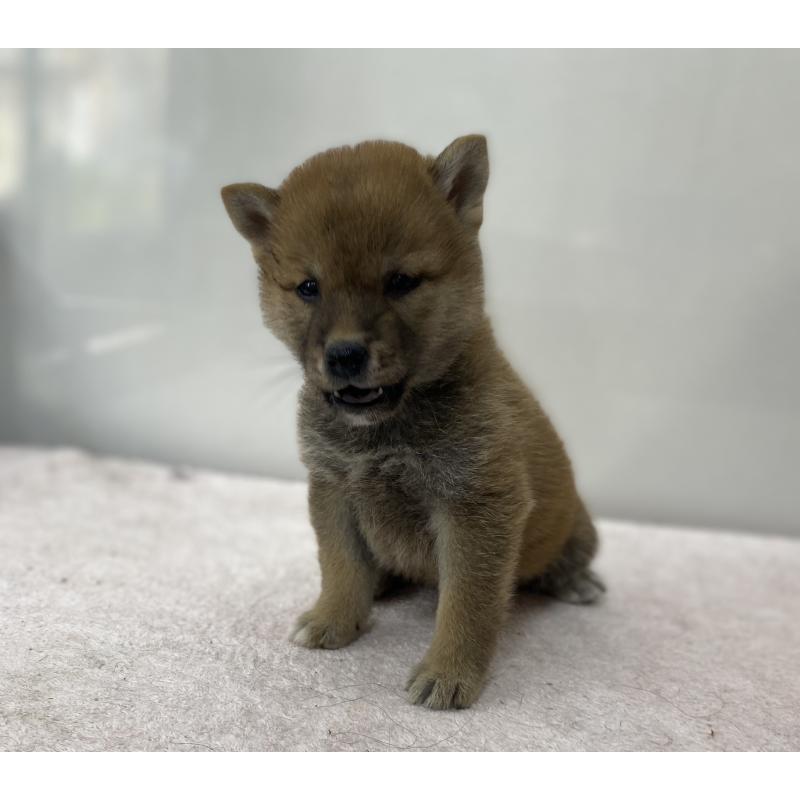 販売中の長野県の柴犬-412105の5枚目