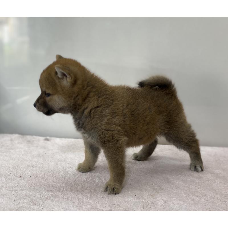 販売中の長野県の柴犬-412105の4枚目