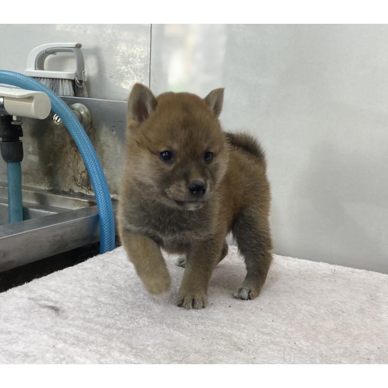 販売中の長野県の柴犬-412105の3枚目