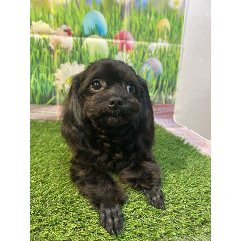 販売中の神奈川県のミックス犬-412115の6枚目