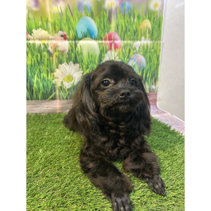 販売中の神奈川県のミックス犬-412115の2枚目