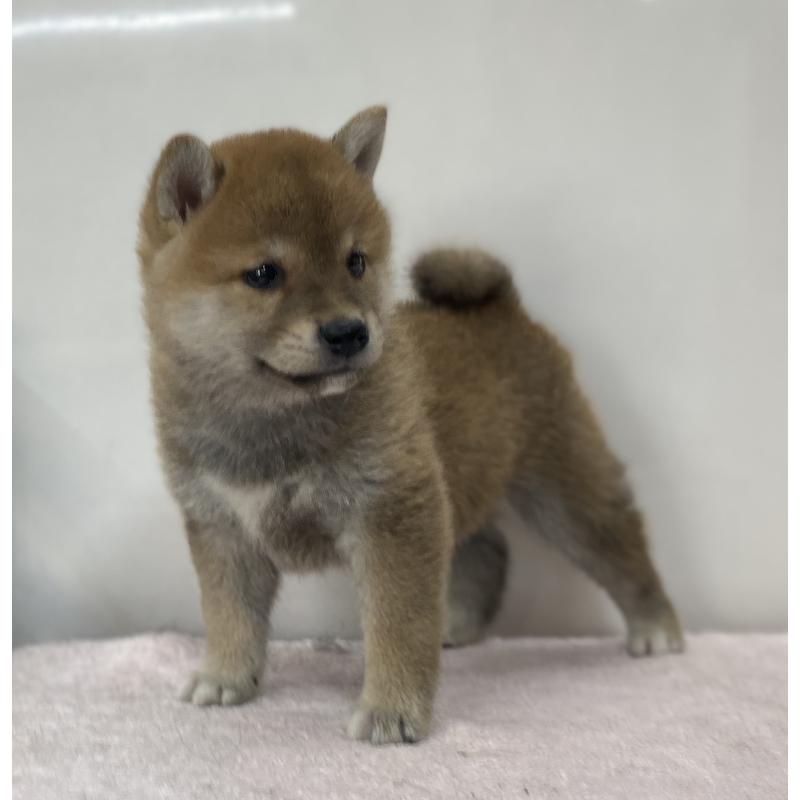 商談中の長野県の柴犬-412118の5枚目