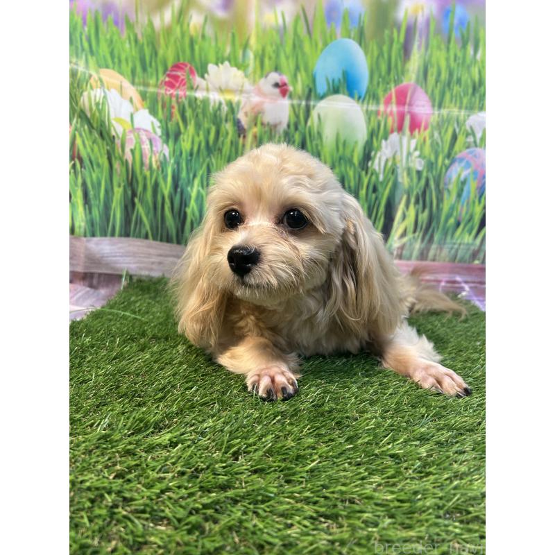 販売中の神奈川県のミックス犬-412116の2枚目