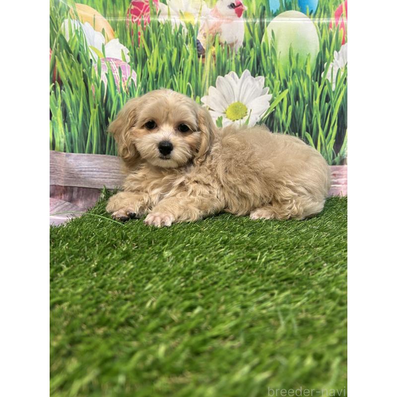 販売中の神奈川県のミックス犬-412120の5枚目