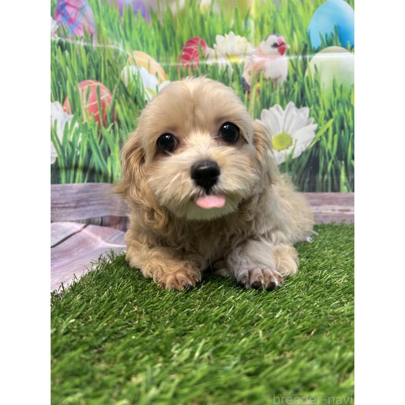 販売中の神奈川県のミックス犬-412120の3枚目