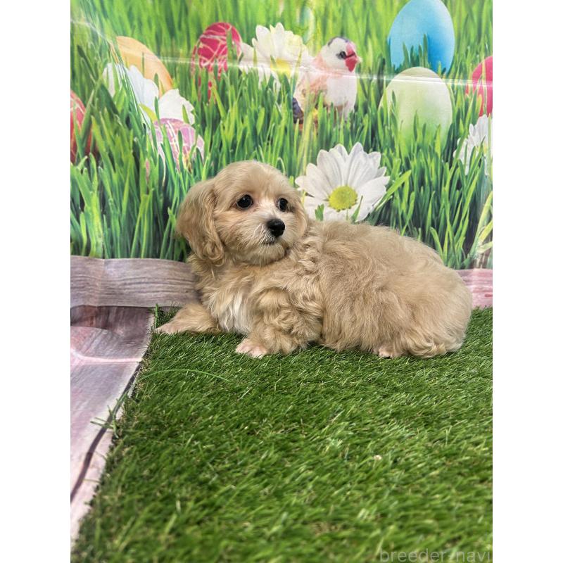 販売中の神奈川県のミックス犬-412120の2枚目