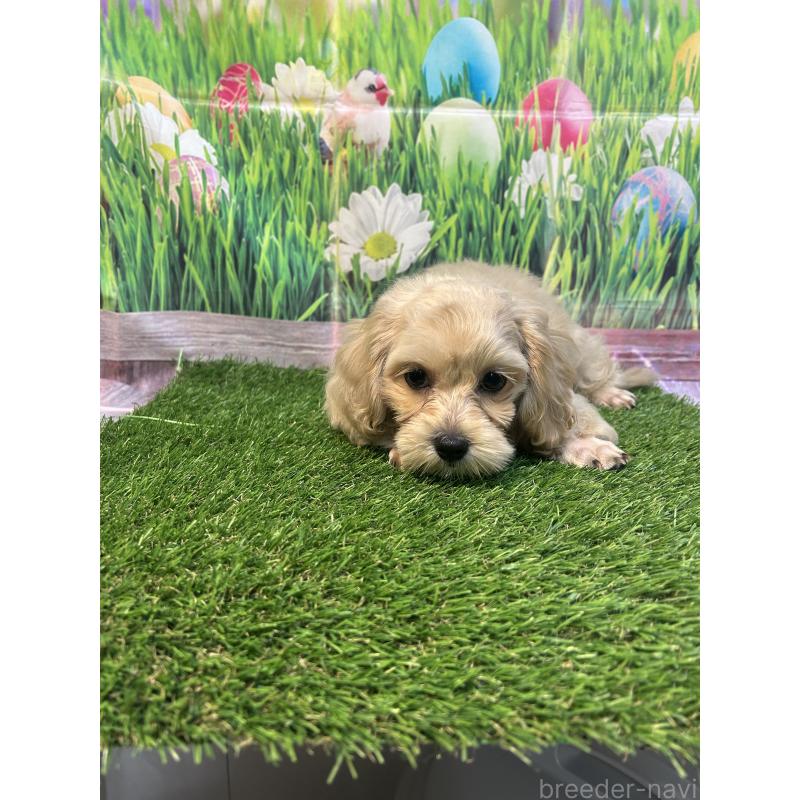 販売中の神奈川県のミックス犬-412121の3枚目