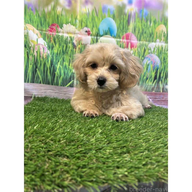 販売中の神奈川県のミックス犬-412121の2枚目