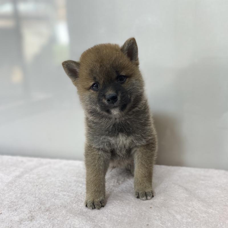 販売中の長野県の柴犬-412122の1枚目